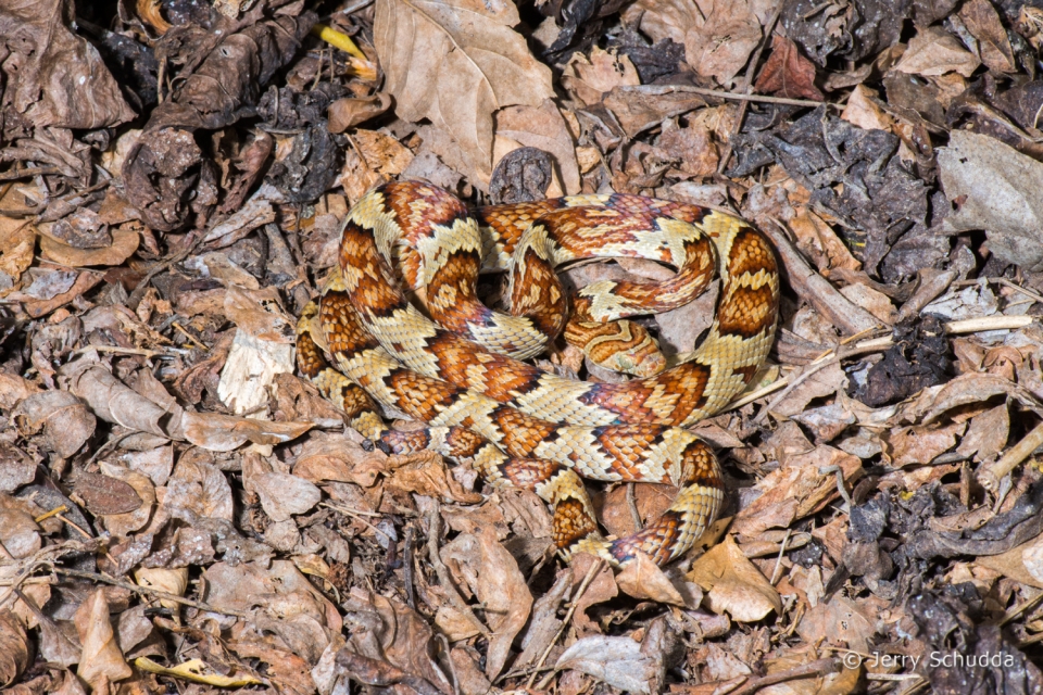 Mexican Lyre Snake1