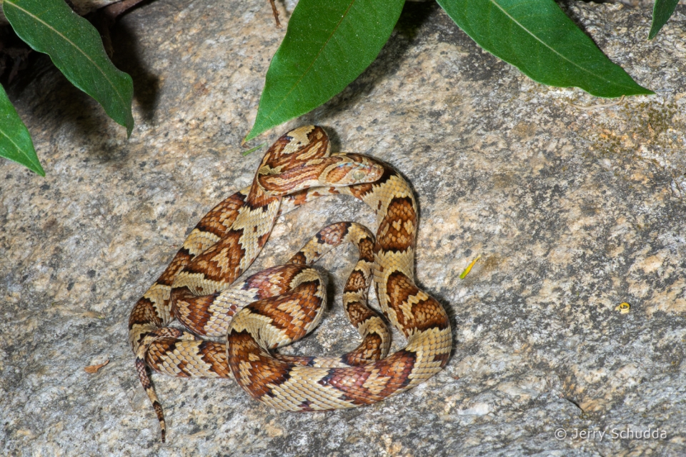 Mexican Lyre Snake 5