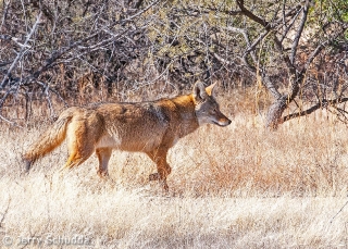 Coyote 4