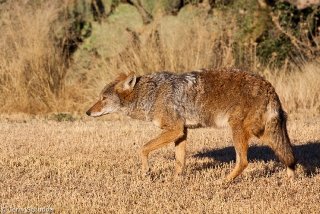 Coyote 2