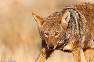 Coyote 1