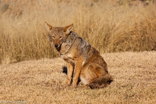 Coyote