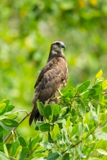 Snail Kite 2