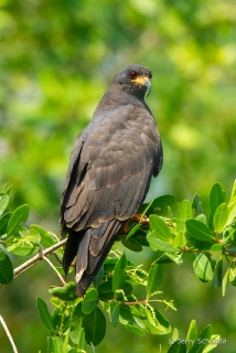 Snail Kite