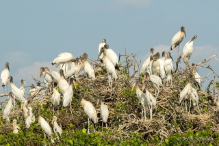 Wood Stork 12