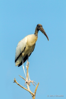 Wood Stork 7