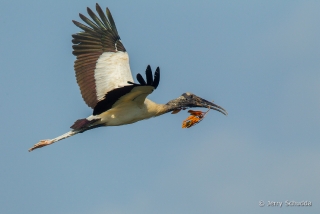 Wood Stork 8