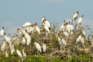 Wood Stork