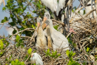 Wood Stork 11