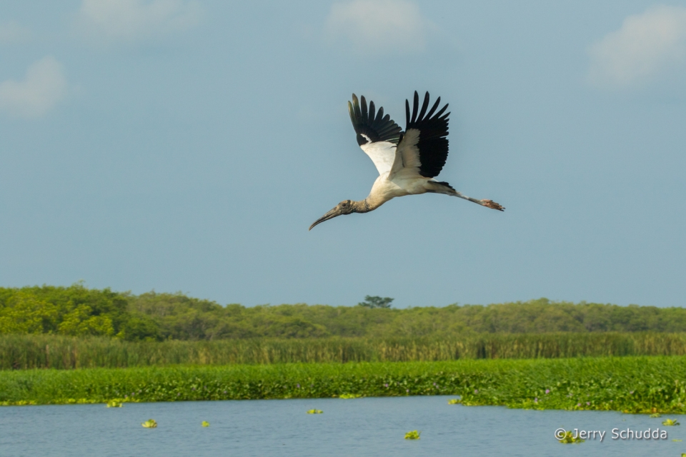 Wood Stork 2