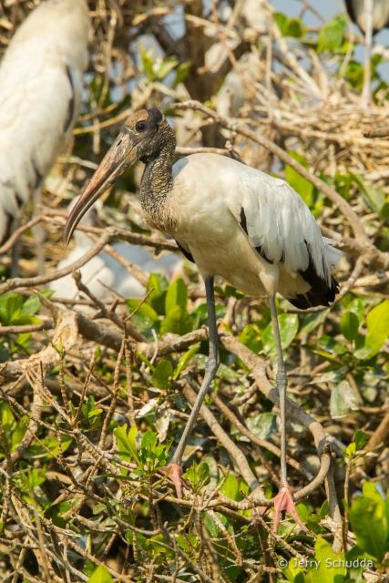 Wood Stork 10