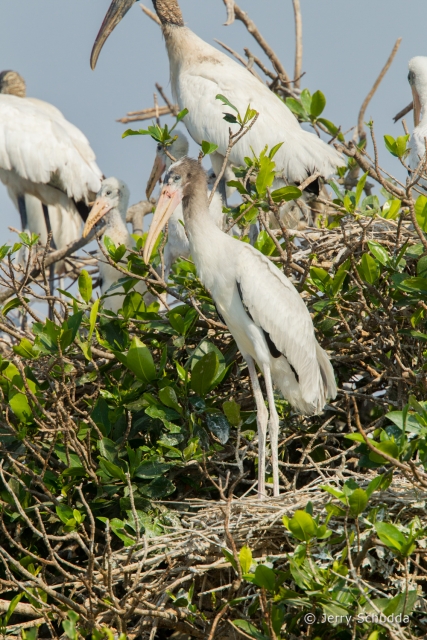 Wood Stork 6