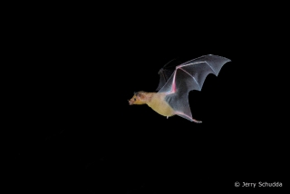 Lesser Long-nosed Bat  1