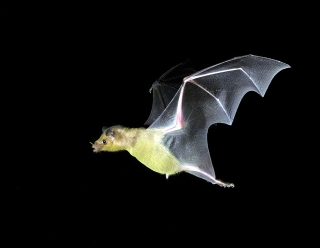Lesser Long-nosed Bat 3