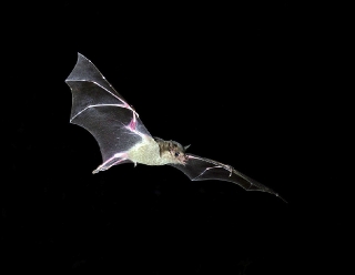 Lesser Long-nosed Bat 4