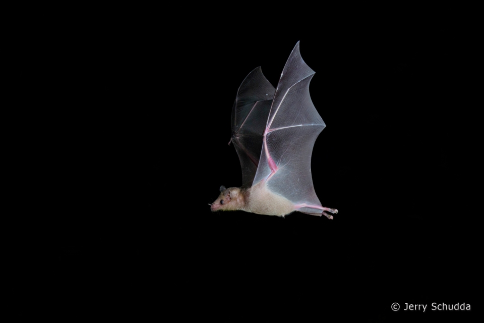 Lesser Long-nosed Bat  2