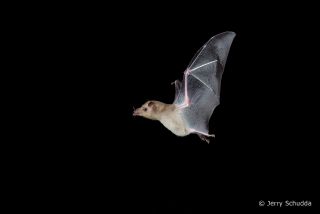Mexican Long-tongued Bat