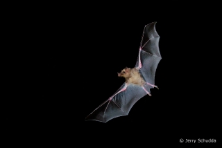 Mexican Long-tongued Bat  4