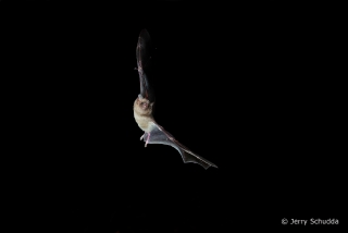 Mexican Long-tongued Bat  1