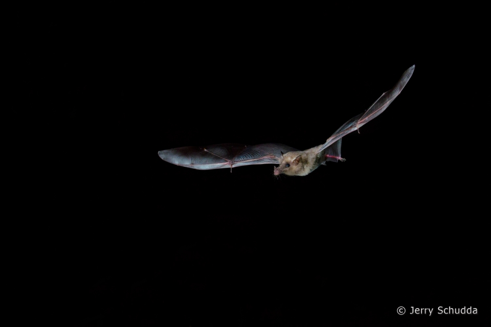 Mexican Long-tongued Bat  3