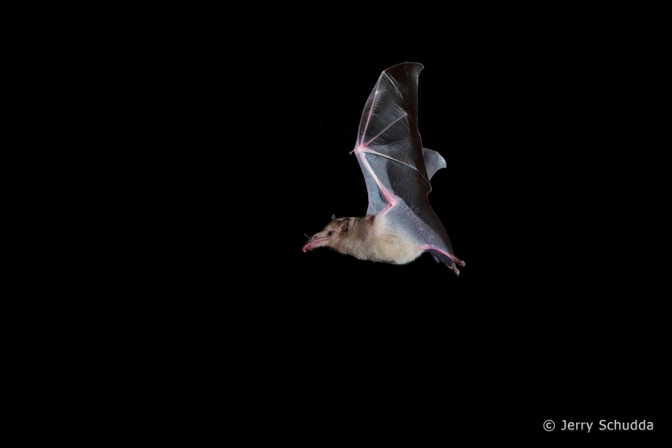 Mexican Long-tongued Bat  2