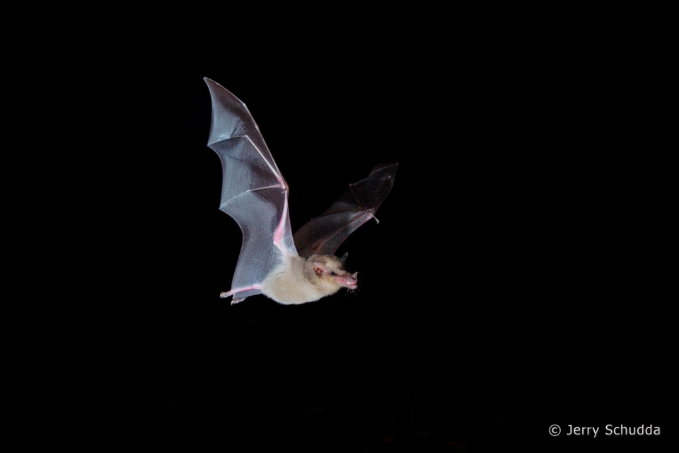 Mexican Long-tongued Bat  6