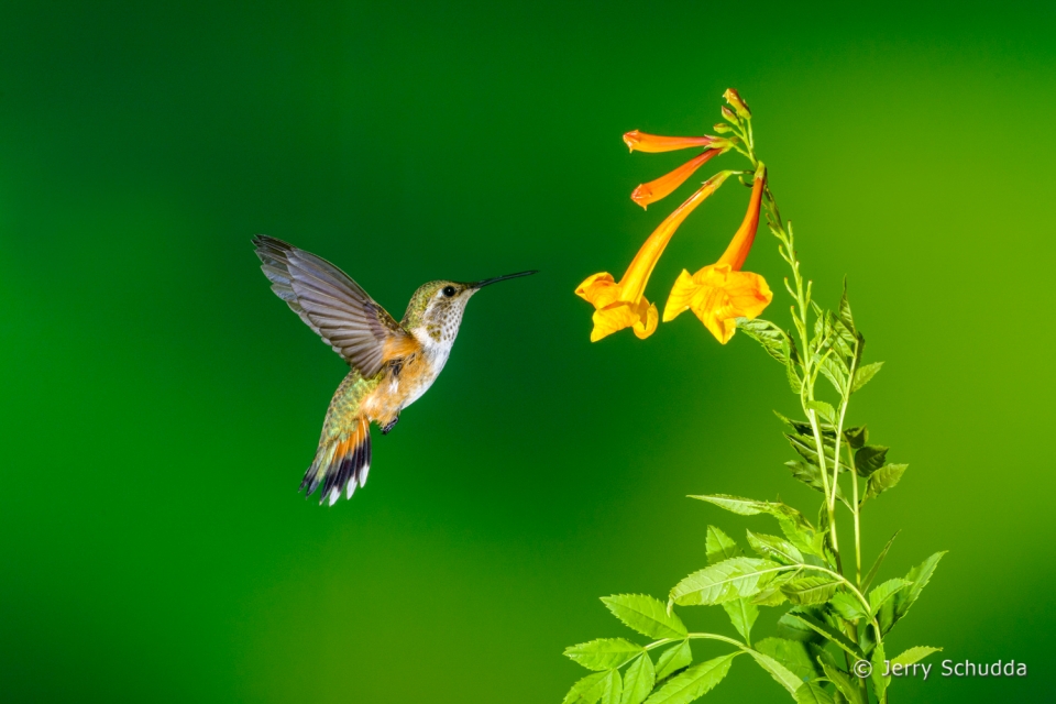 Rufous Hummingbird