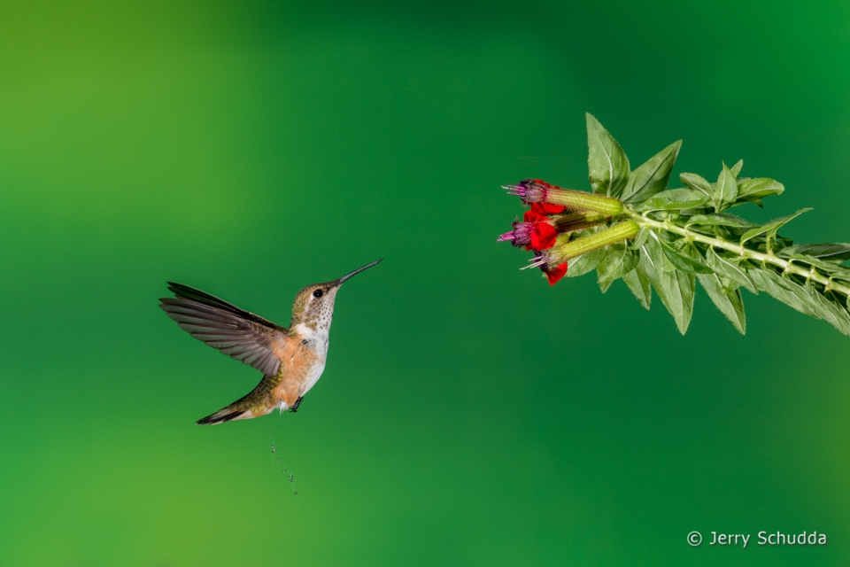 Rufous Hummingbird  2