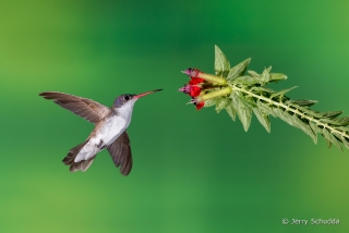 Violet-crowned Hummingbird  1