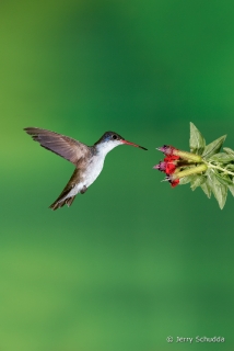 Violet-crowned Hummingbird