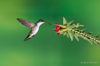 Violet-crowned Hummingbird  4