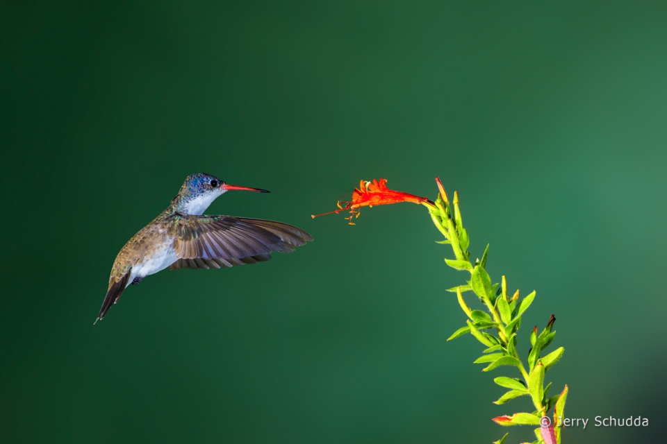 Violet-crowned Hummingbird  2