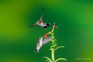 Black-chinned Hummingbird  6