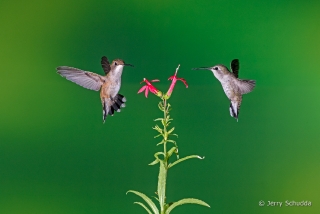 Black-chinned Hummingbird  3