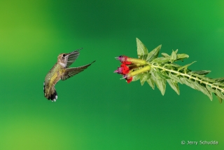 Black-chinned Hummingbird