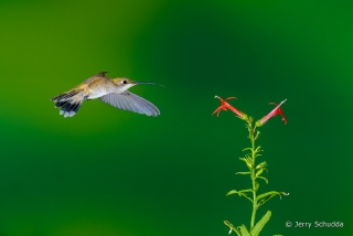 Black-chinned Hummingbird  10