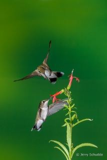 Black-chinned Hummingbird  5