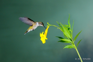 Black-chinned Hummingbird  11