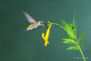 Black-chinned Hummingbird  13