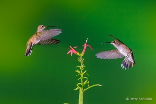 Black-chinned Hummingbird  4