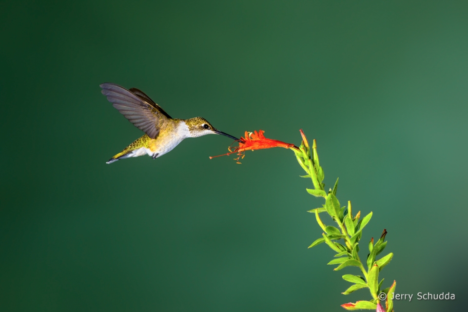 Black-chinned Hummingbird  9