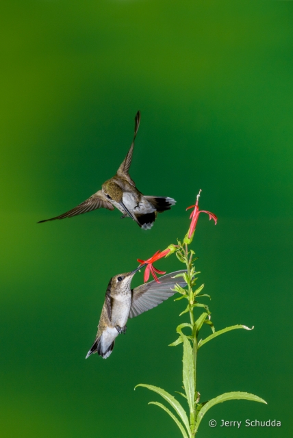 Black-chinned Hummingbird  5