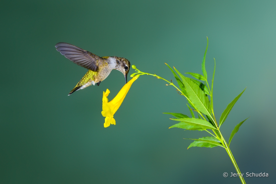 Black-chinned Hummingbird  12