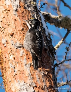 American Three-toed Woodpecker 1