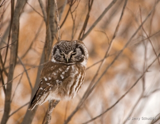 Boreal Owl 1