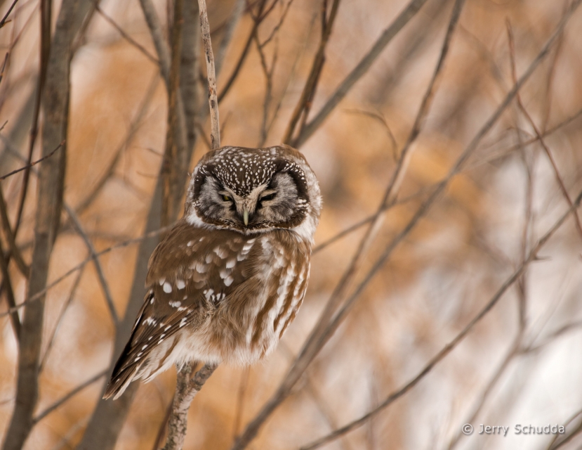 Boreal Owl 1