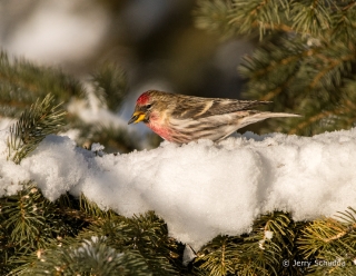 Common Redpoll 1