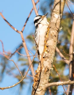 Downy Woodpecker 1