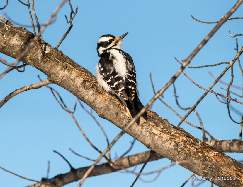 Downy Woodpecker 2