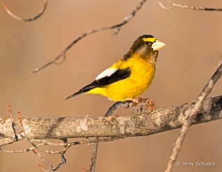 Evening Grosbeak 1